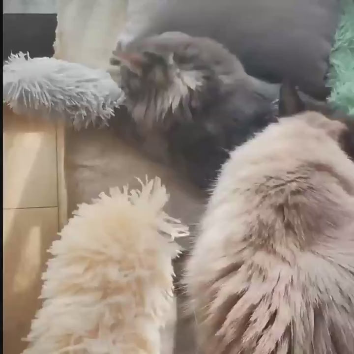 Jouet en peluche à mâcher pour chat