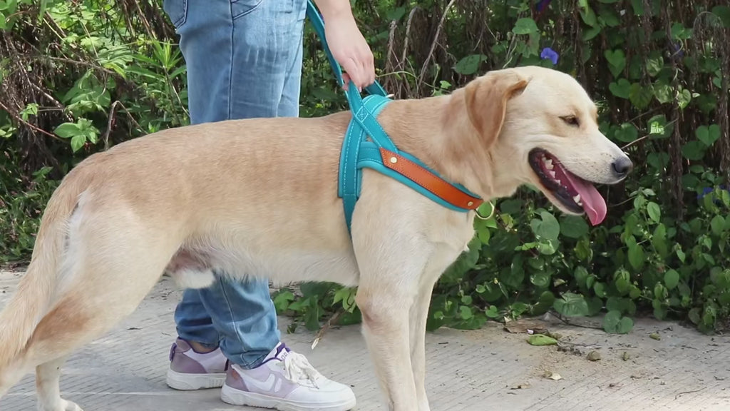 Harnais en Nylon Rembourré + Laisse