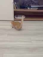 Lot de souris en sisal pour chat