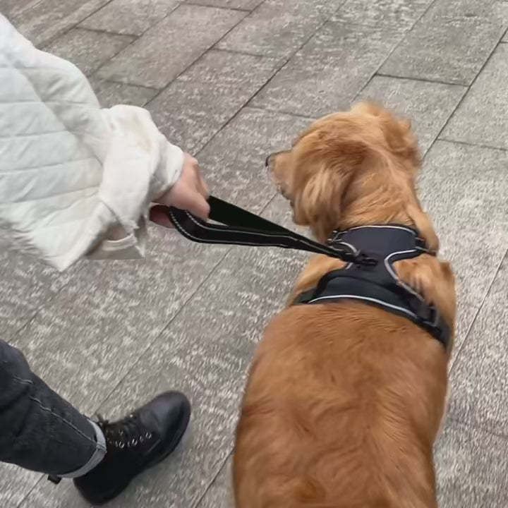 Laisse courte réfléchissante pour chien