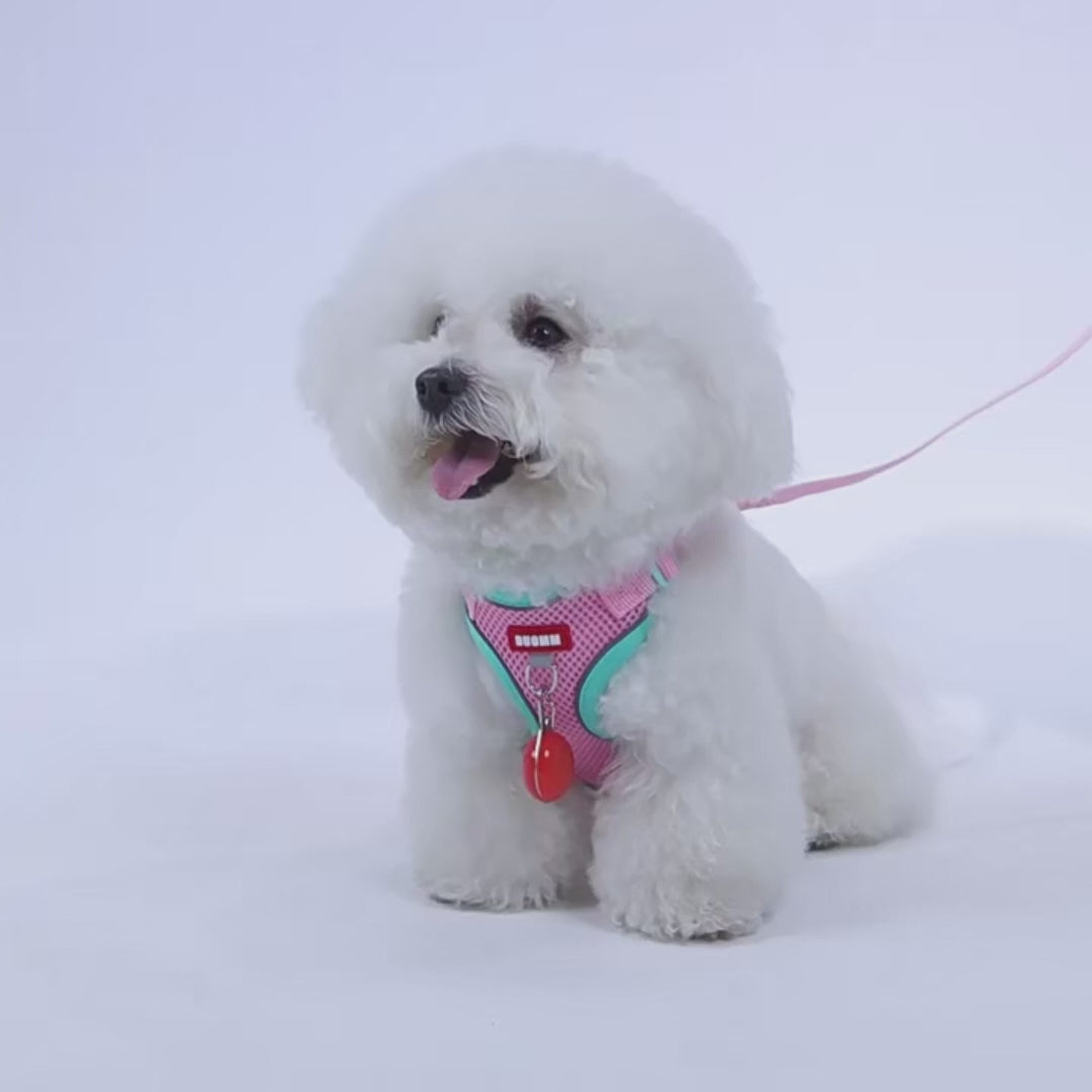 Harnais réfléchissant avec laisse - chat et petit chien