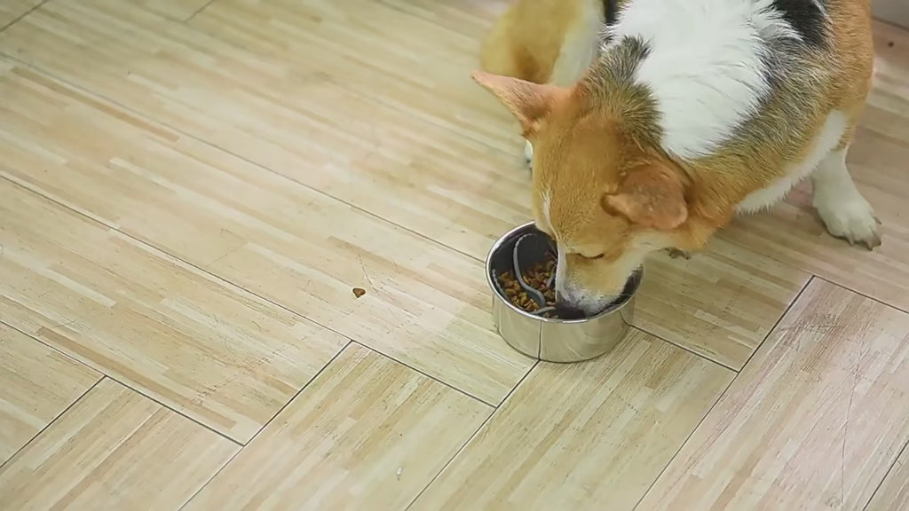 Insert d’alimentation lente en spirale en silicone pour chien