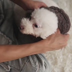 Gilet chaud en polaire avec anneau de laisse pour chat ou petit chien