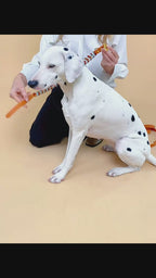 Collier chien fait main coloré réglable