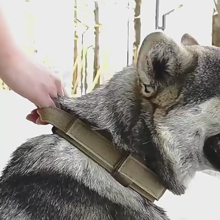 Collier tactique en nylon pour chien