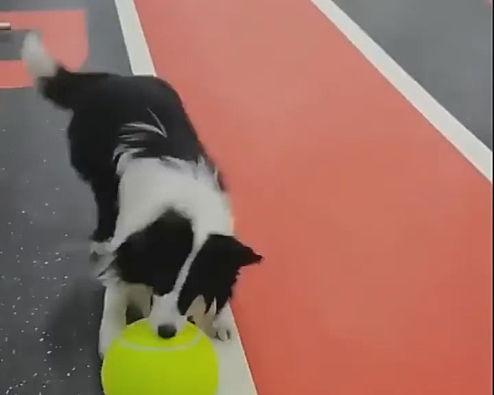 Balle de tennis géante pour chien