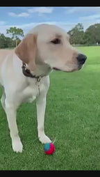 Collier cuir véritable - chien