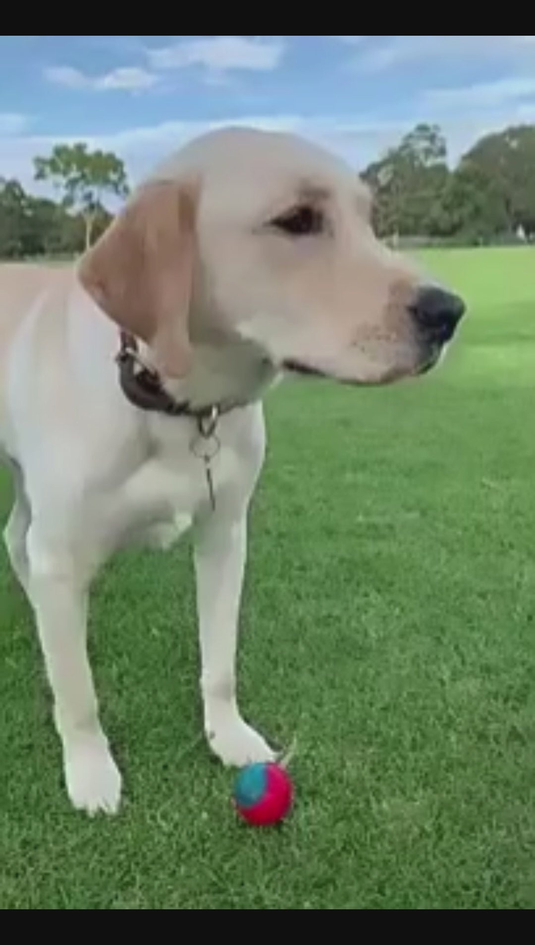 Collier cuir véritable - chien