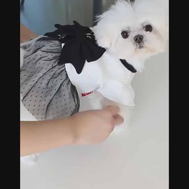 Robe et costume de luxe pour chien et chat