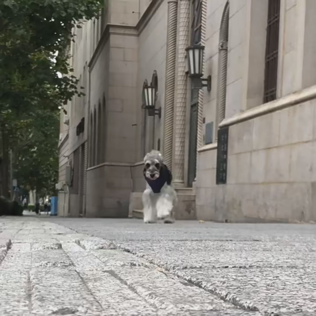 Manteau d’hiver hydrofuge pour chien