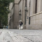 Manteau d’hiver hydrofuge pour chien