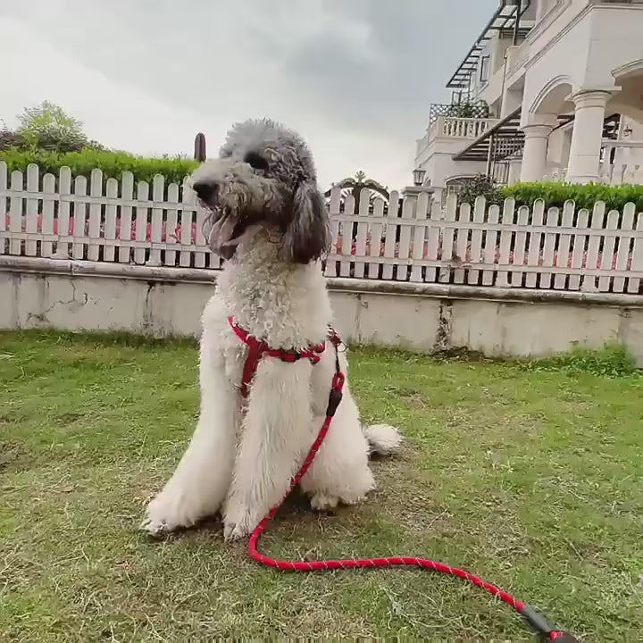 Laisse réfléchissante pour chien avec poignée rembourrée