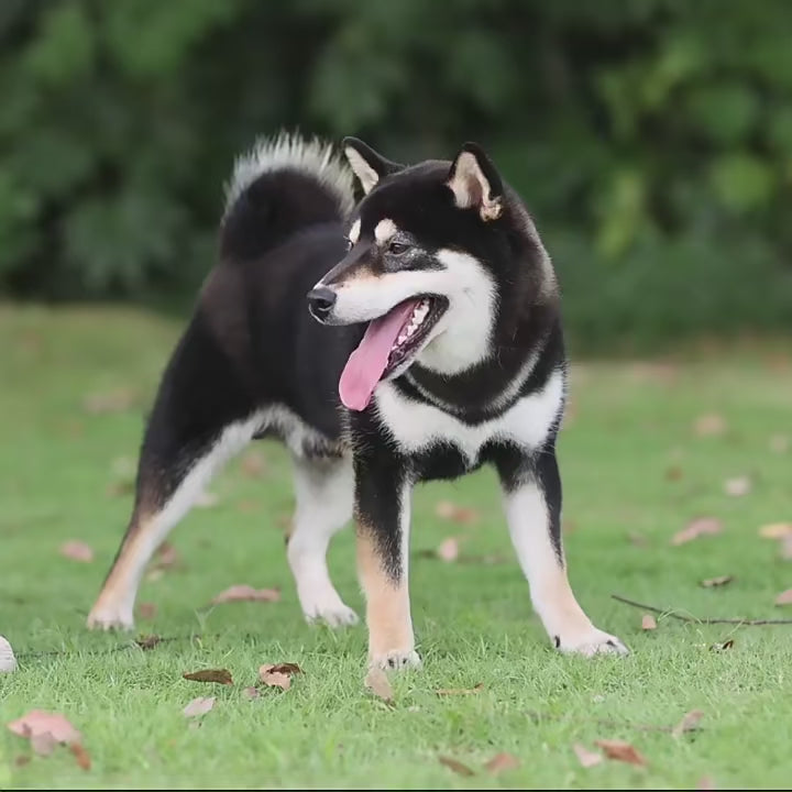 Harnais réfléchissant en tissu Oxford pour chien