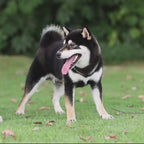 Harnais réfléchissant en tissu Oxford pour chien