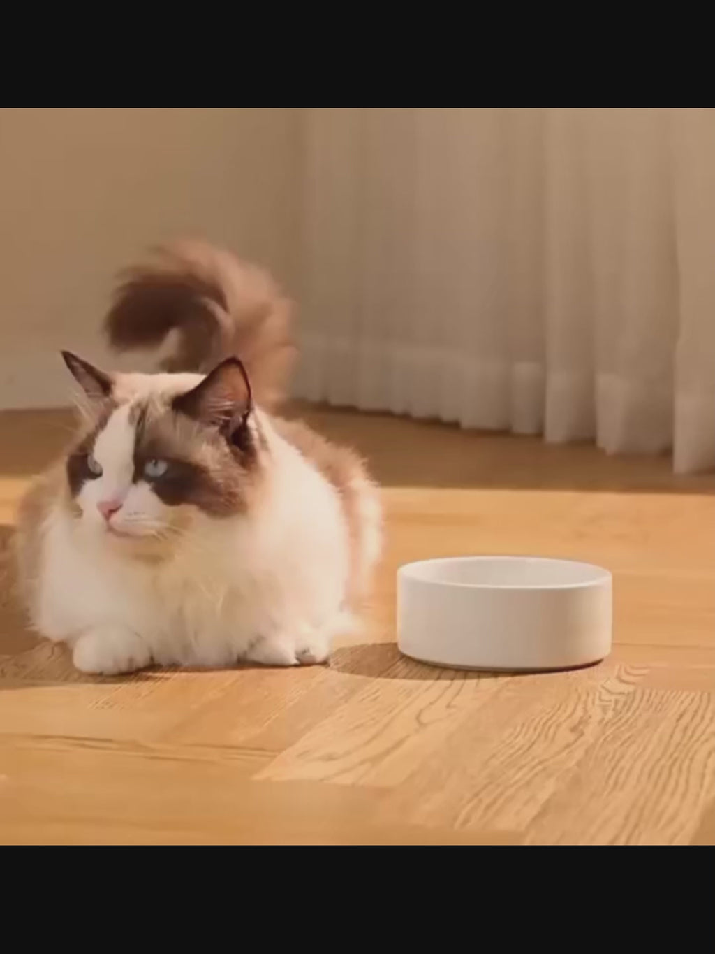 Distributeur eau et nourriture pour chien et chat