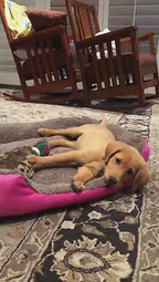 Lit rectangulaire douillet pour chien & chat