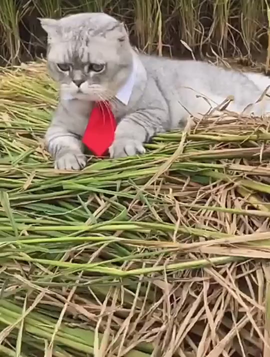 Collier cravate rayé pour chat et petit chien