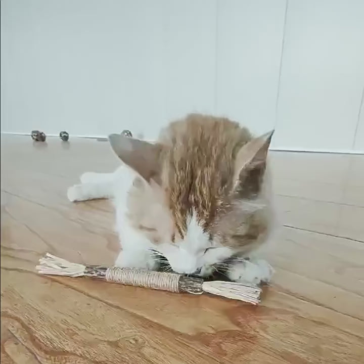 Bâtonnets à mâcher pour chat