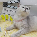 Collier de perles princesse pour chien et chat