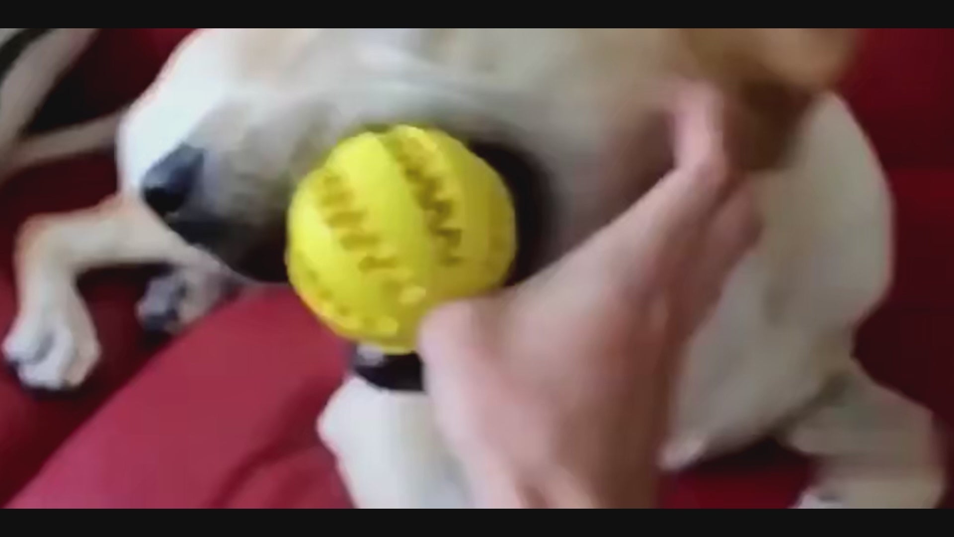 Balle à Friandises Résistante pour Chien