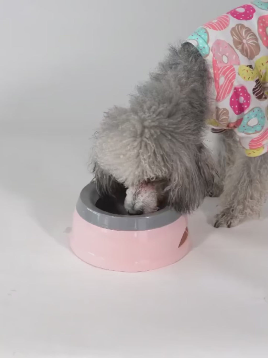 Gamelle à eau flottante pour chien et chat