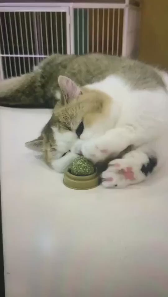 Jouet mural à l’herbe à chat